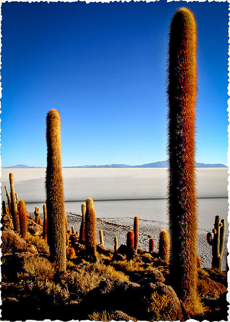 Altiplano, Bolivia