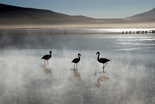 Altiplano, Bolivia