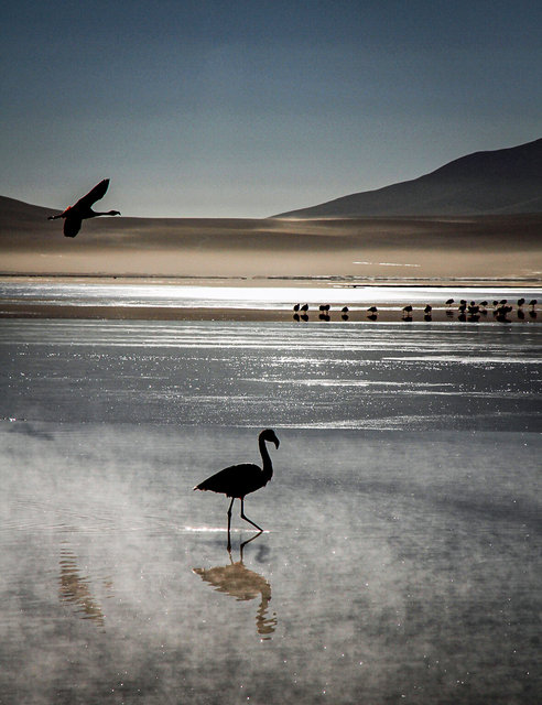 Altiplano, Bolivia