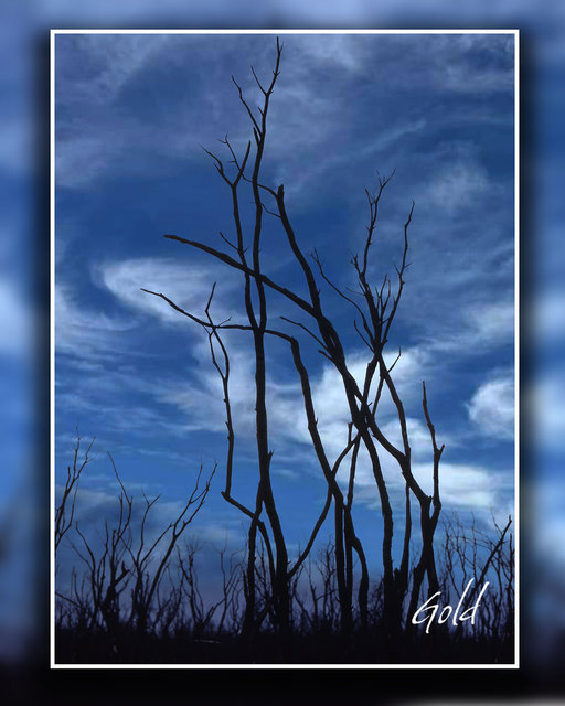 Tree.jpg