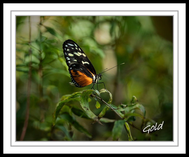 Calgary Zoo Butterfly.jpg