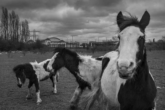 North Circular Road_019.jpg