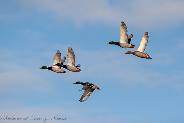Canard colvert