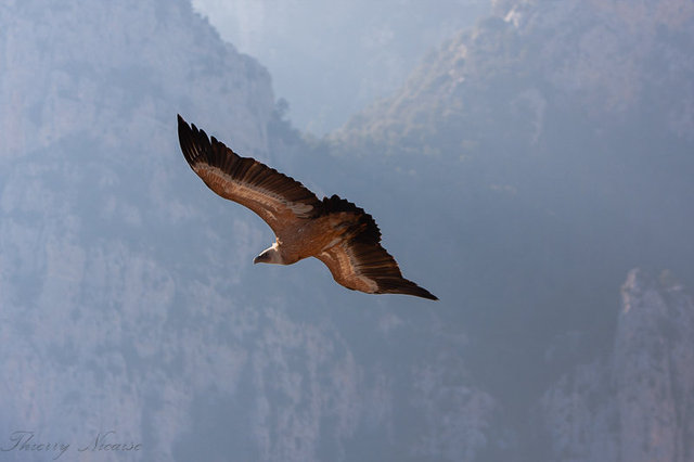Vautour fauve