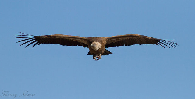 Vautour fauve