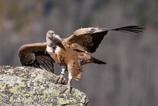 Vautour fauve