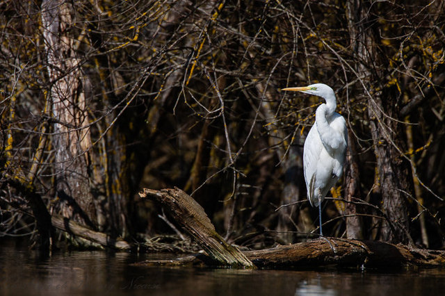 Grande aigrette