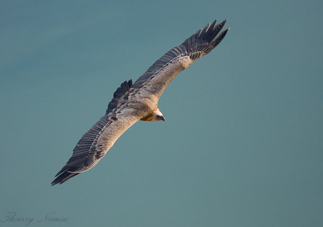 Vautour fauve