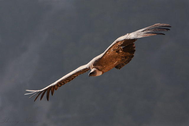 Vautour fauve