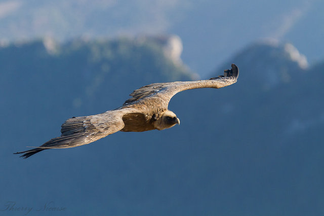 Vautour fauve