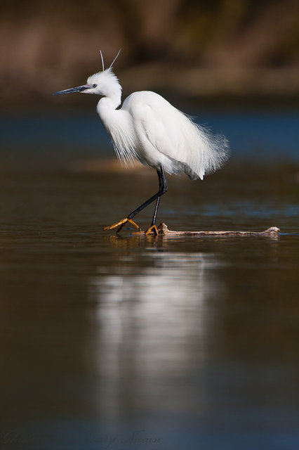 Aigrette garzette