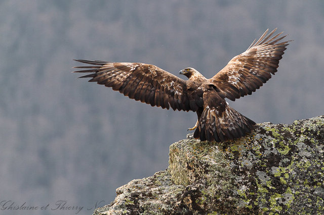 aigle royal