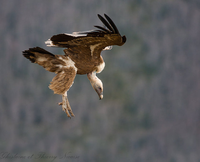vautour fauve