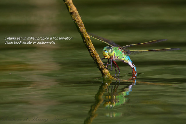 _MG_0107-Modifier.jpg