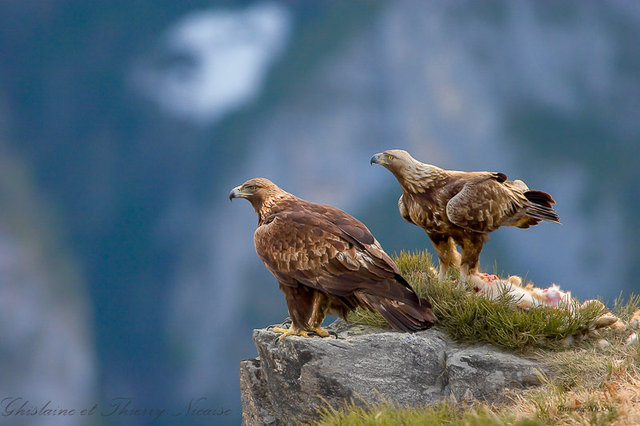 aigle royal, couple