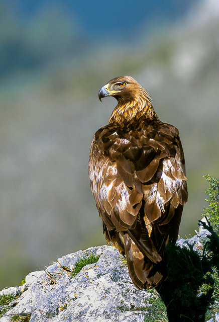 aigle royal