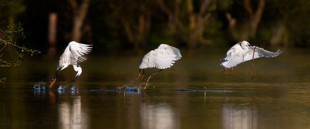 Aigrette garzette