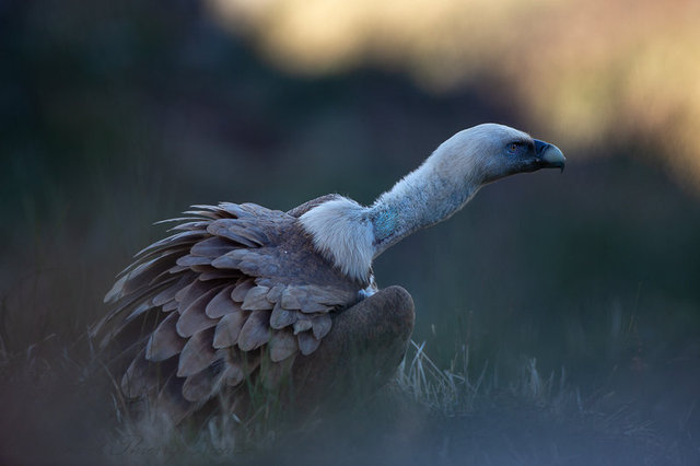Vautour fauve