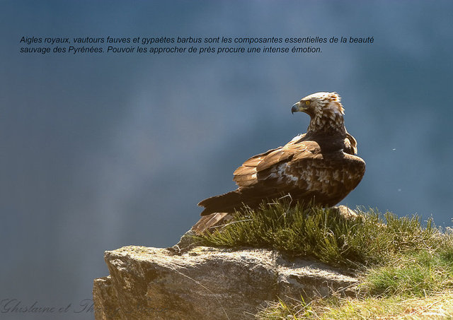 aigle royal 03-Modifier.jpg