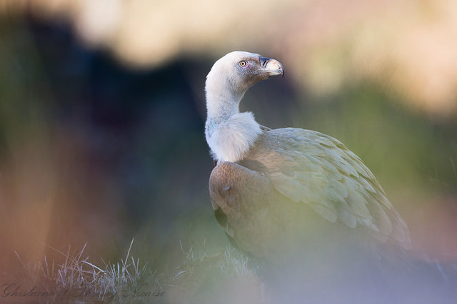 Vautour fauve
