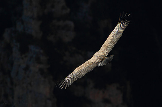 Vautour fauve