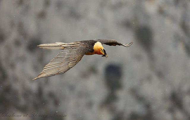 Gypaète barbu
