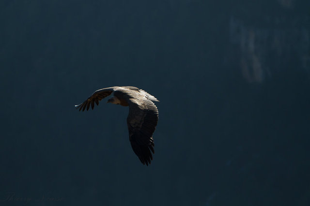 Vautour fauve