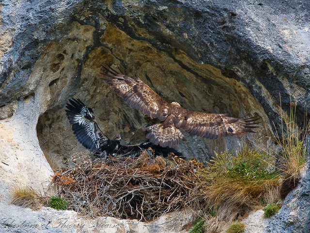 aigle royal à l'aire