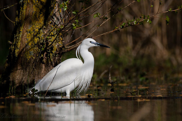 Aigrette garzette