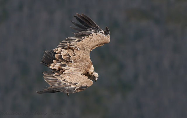 Vautour fauve