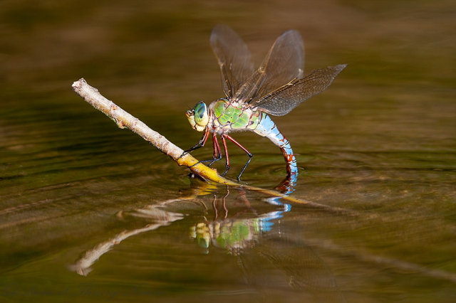 Anax empereur