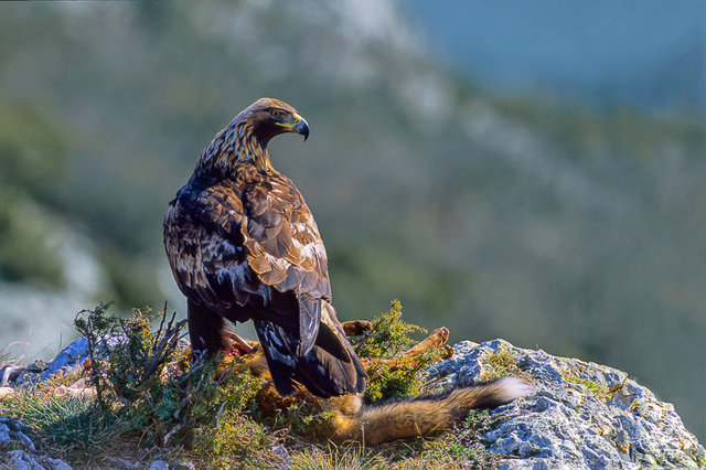 aigle royal