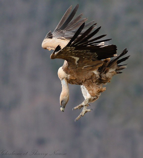 Vautour fauve