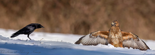 Buse variable et corneille
