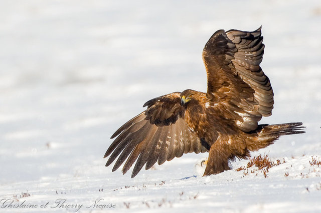 Aigle royal