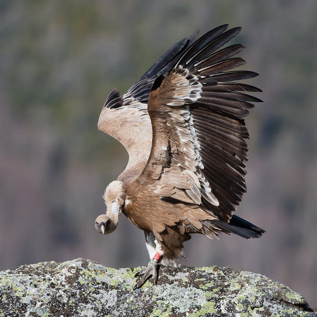 Vautour fauve