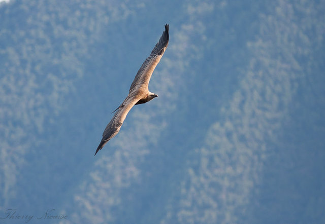 Vautour fauve