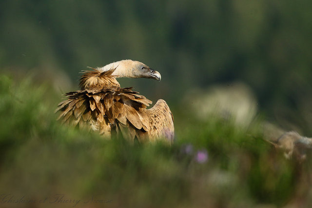 Vautour fauve
