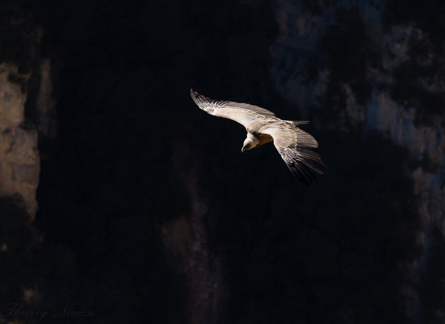 Vautour fauve