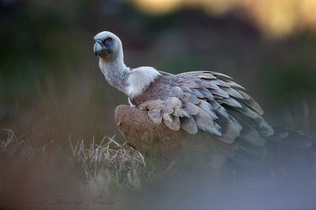 Vautour fauve