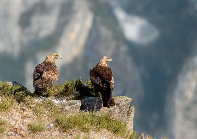 aigle royal, couple