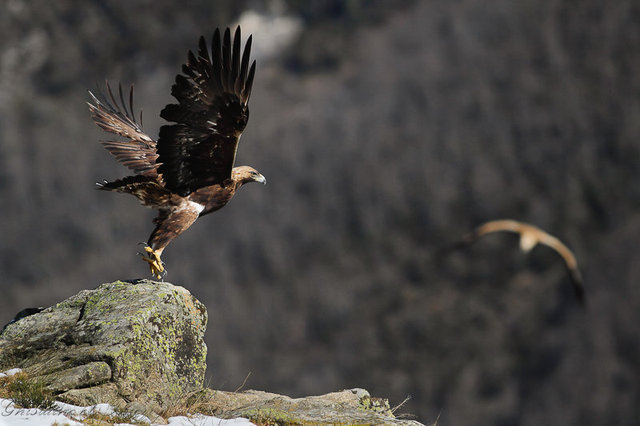 aigle royal