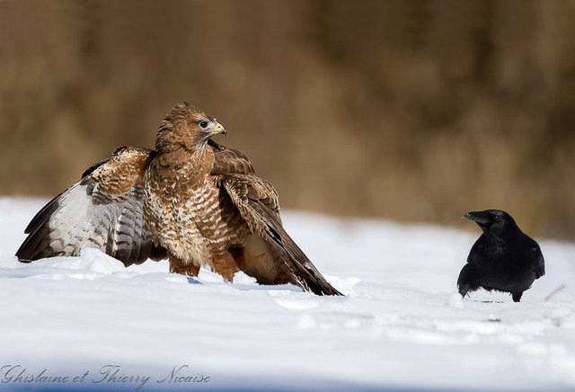 Buse variable et corneille