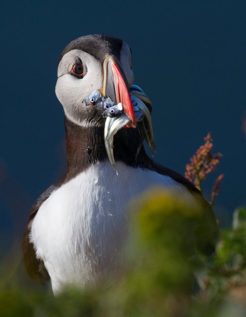 Puffin with sand eels