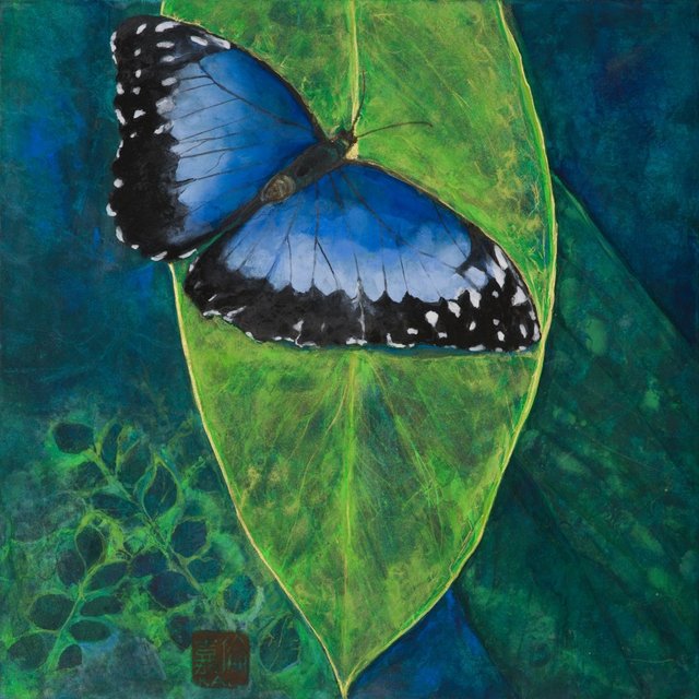 Blue Morpho Butterfly