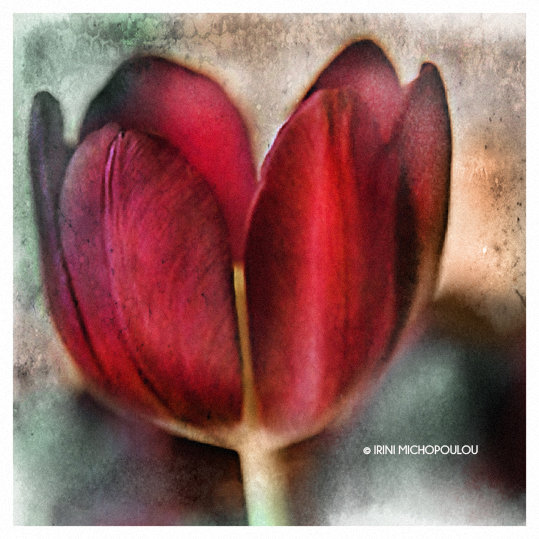 The tulip