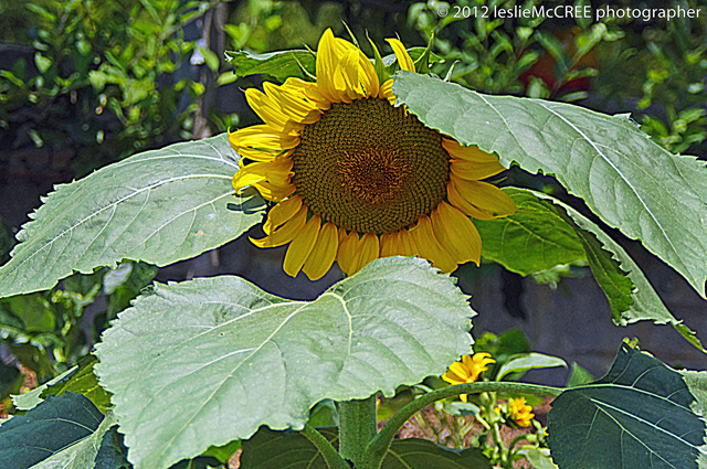 sunflower1ps sharp.jpg
