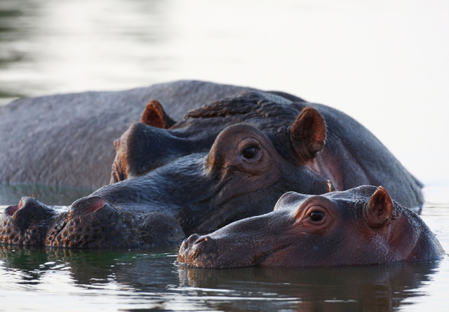Hippo and calf