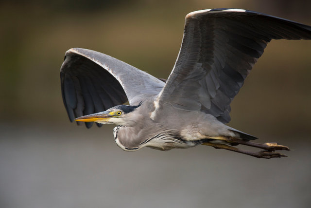 Grey heron