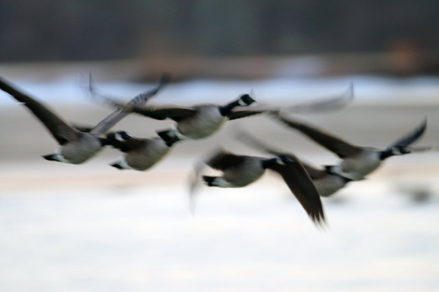 Canada Geese, February, southern Ohio